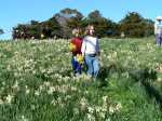 Daffodil Field